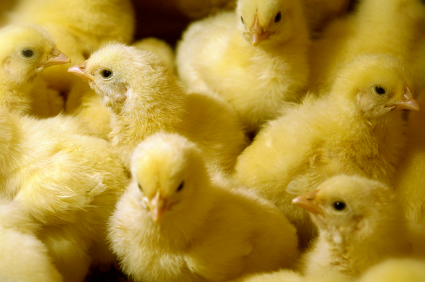Chicken